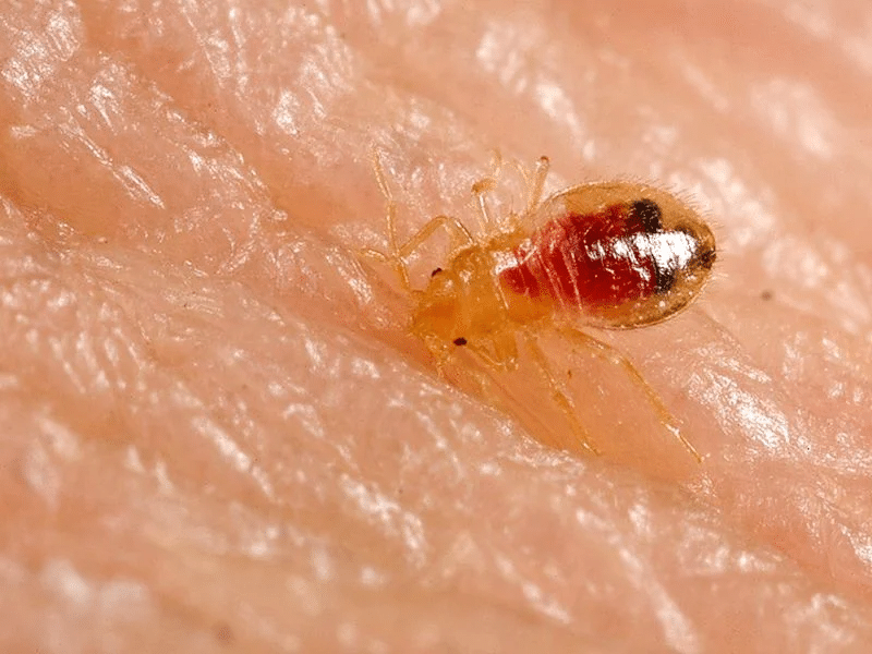 How long do bed bugs live on clothes?