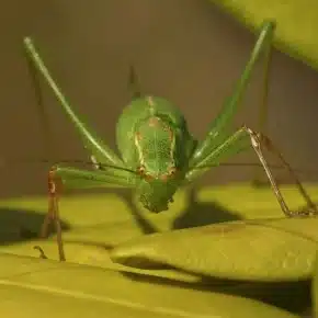 widow-cricket
