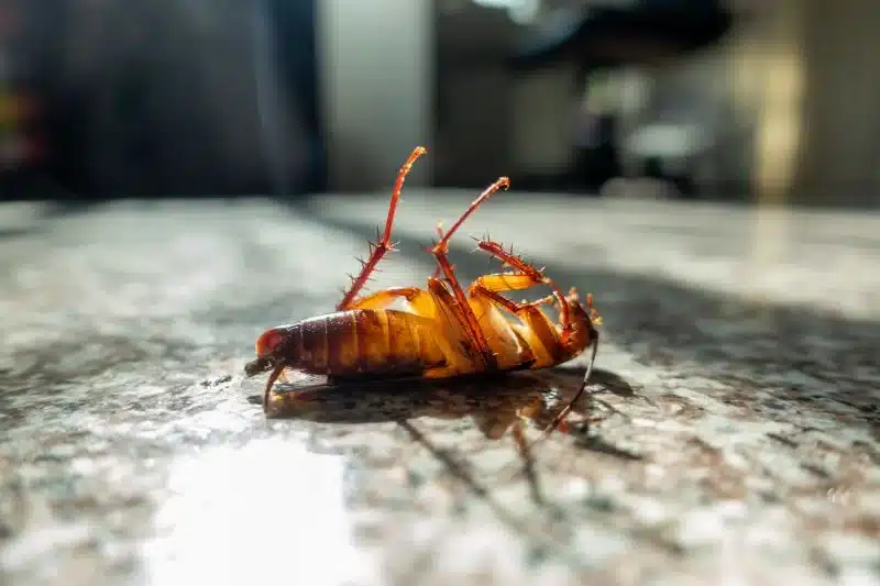 Benefits of Pest Control Services Las Vegas