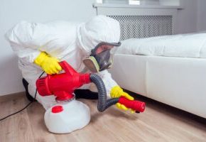 Cedar Oil for Pest Control
