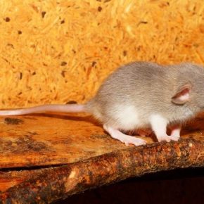 Green Wave Pest control