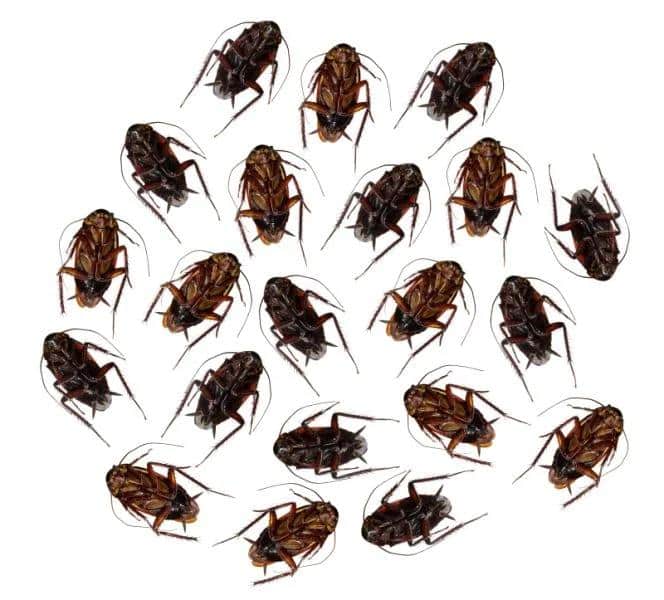 Green Wave Pest control