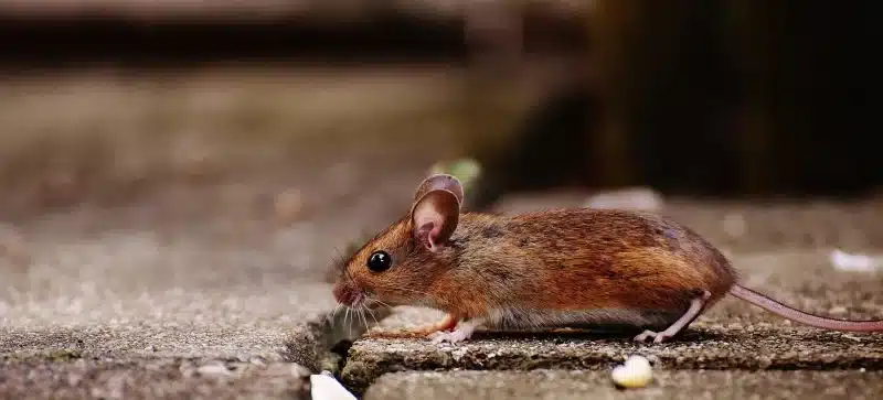 How To Prevent Rats From Eating Car Wires