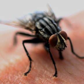 Green Wave Pest control