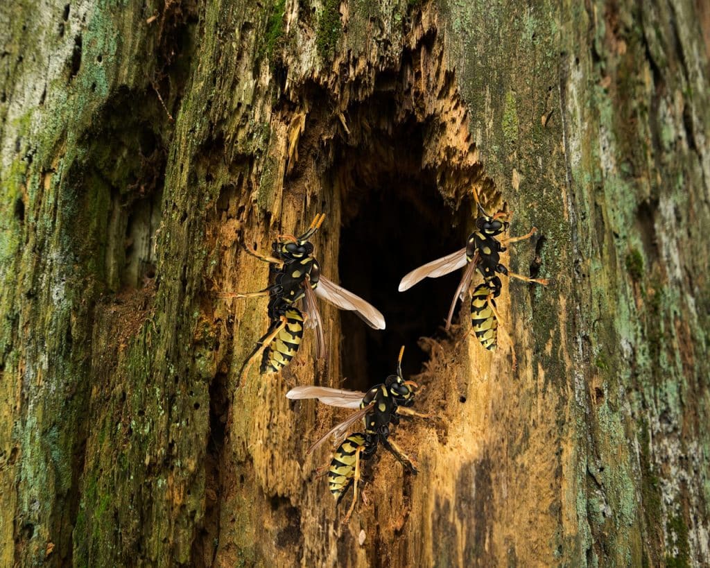 wasp