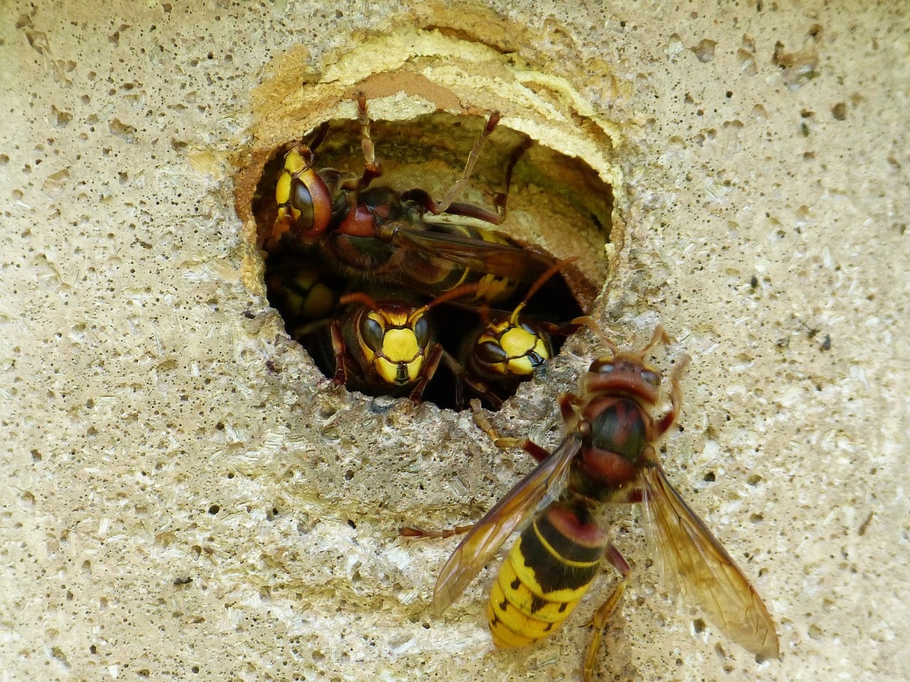 wasp