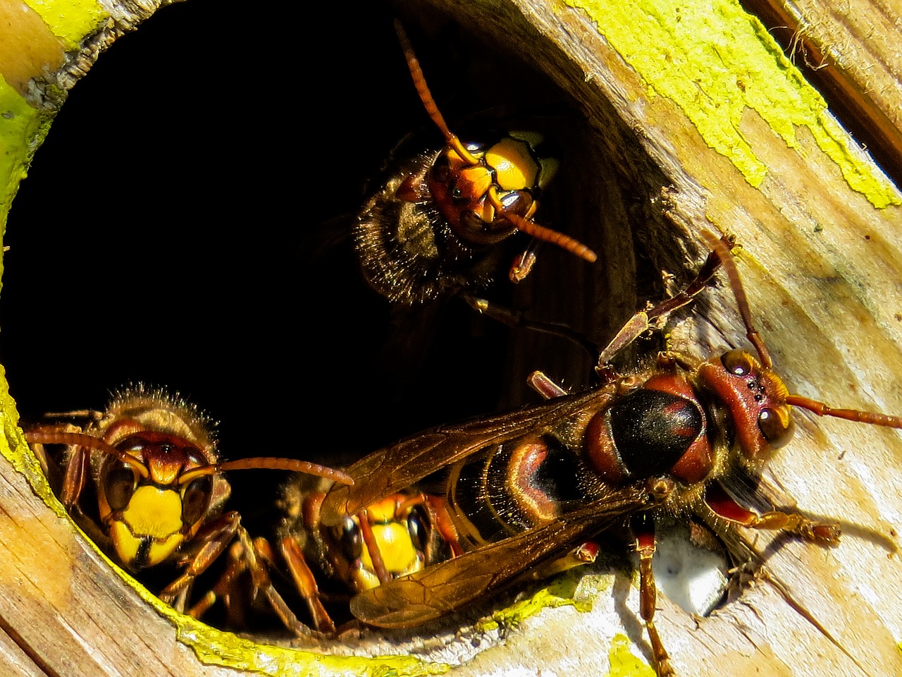 hornet