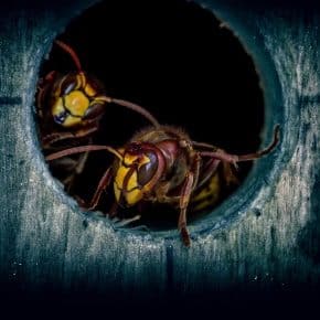 hornet