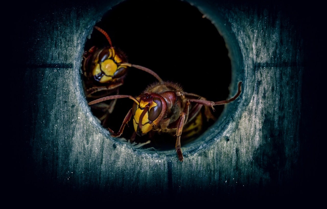Hornet nest removal near me