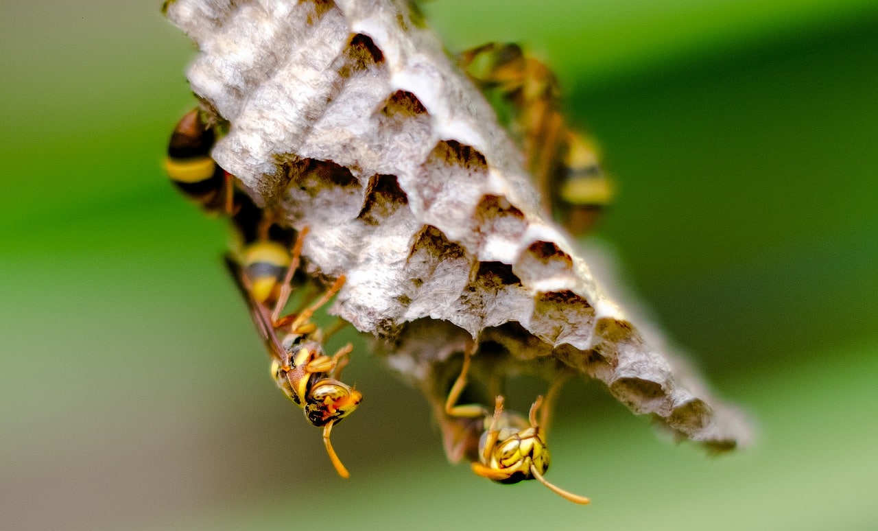hornet