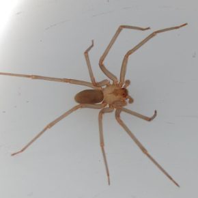 spider