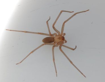 spider