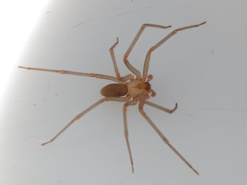 What is a brown recluse spider?