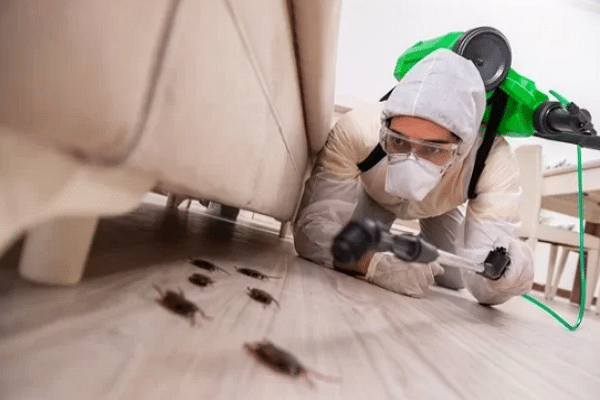 Understanding The Differences: Pest Control Vs Exterminator