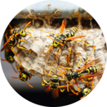 WASP AND HORNET EXTERMINATION