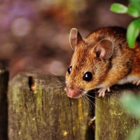 rodent infestation USA
