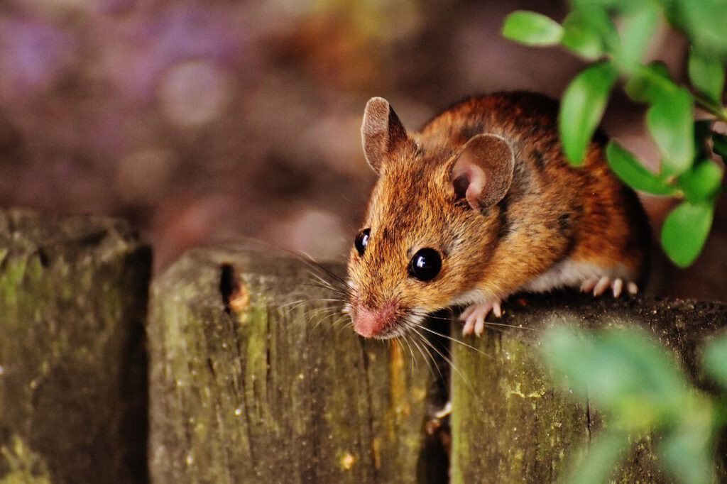 Why you should always use a rodent specialist for residential rodent control