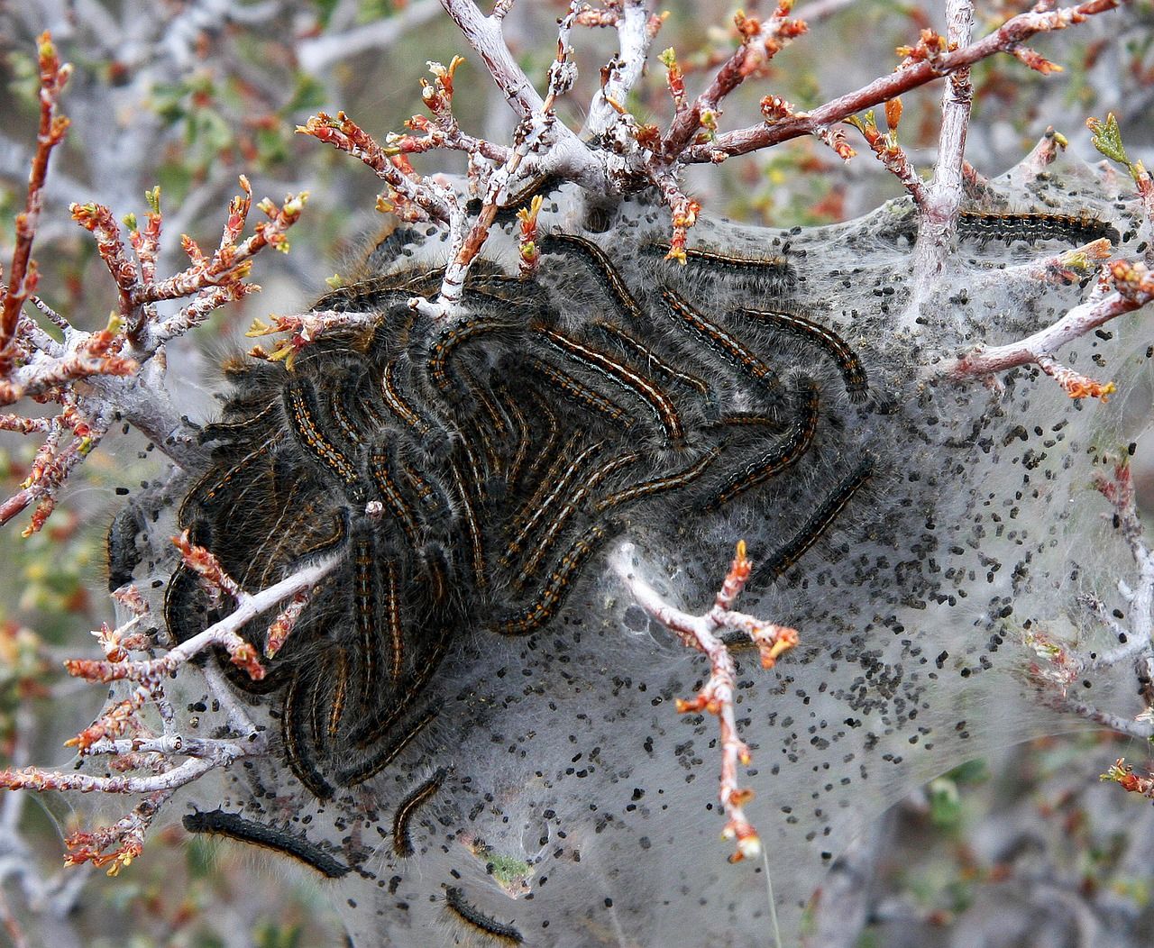 larvae