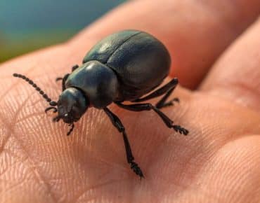 Las Vegas Bugs