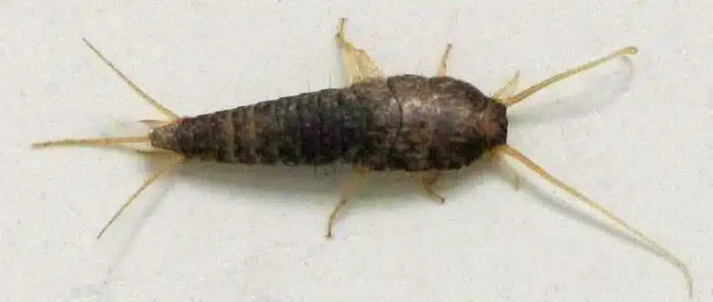 GreenWave Pest Control