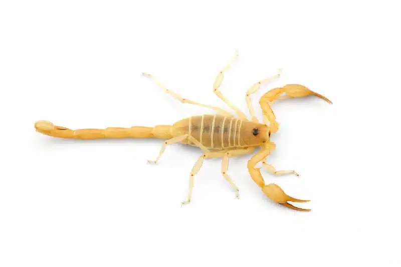 With a sting that can kill within an hour, the scorpion is one of the most dangerous animals in North America.