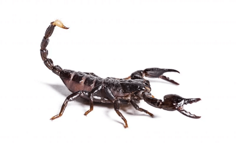 What Tucson & Southern AZ Homeowners Should Know About Scorpions