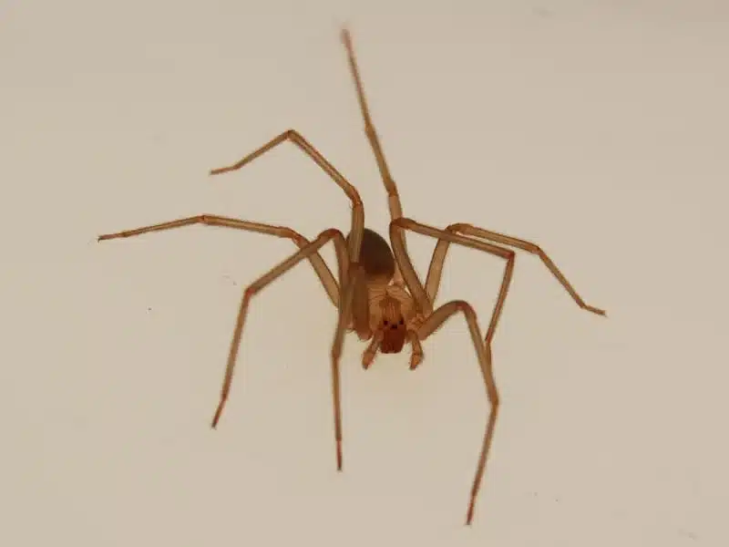 black spider
