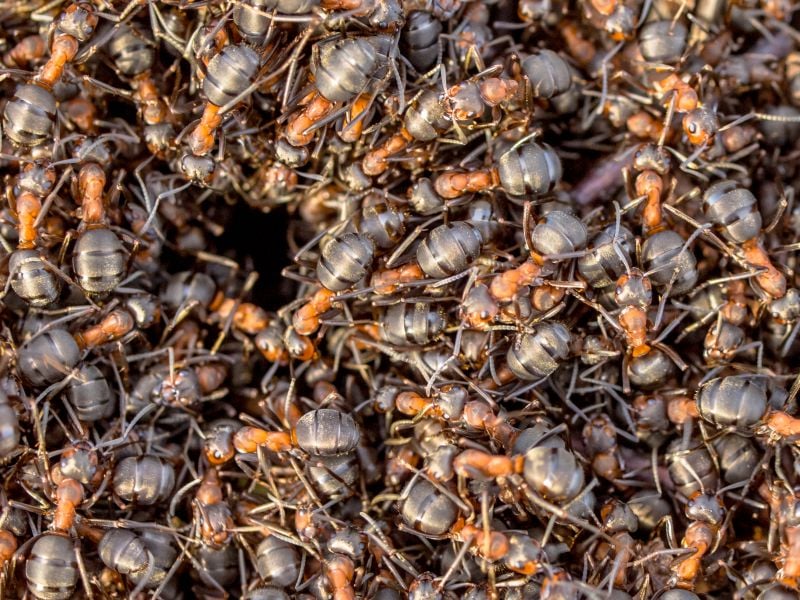 brown-exterminators-removal-pest