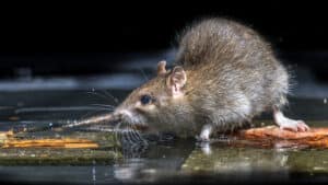 Wild brown rat, rodent