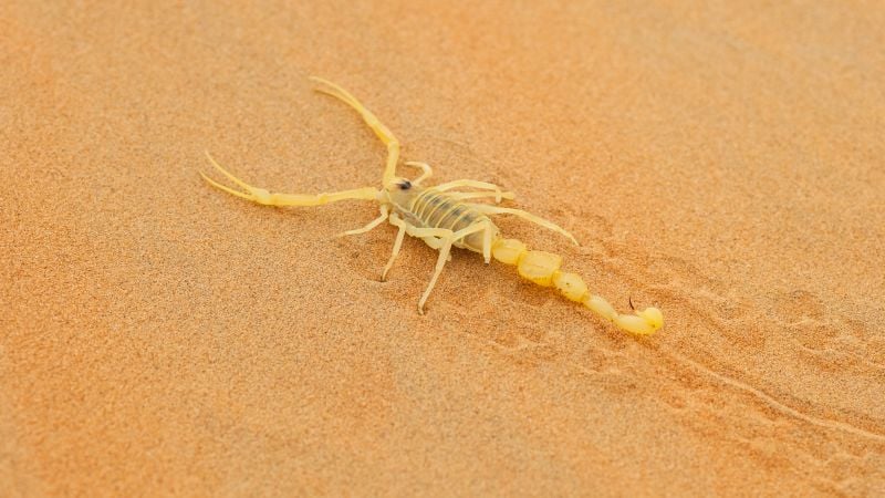 control-control-cricket-removal_aiesc6uks