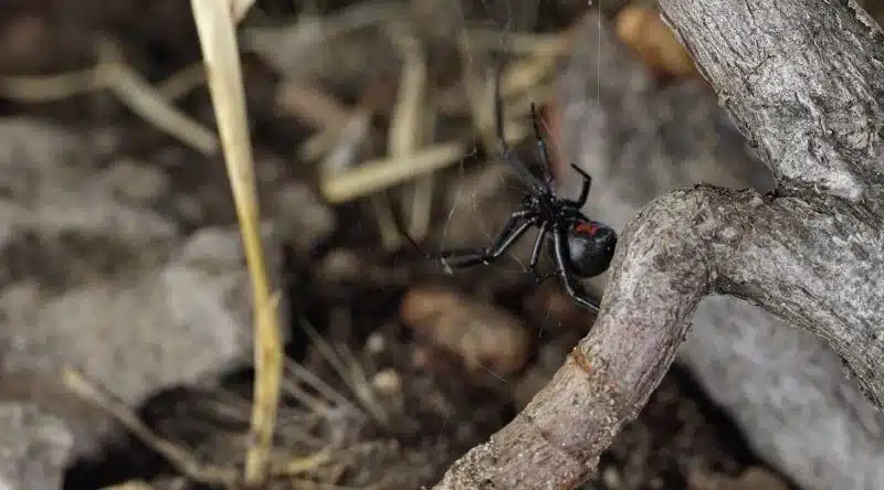 Black spider