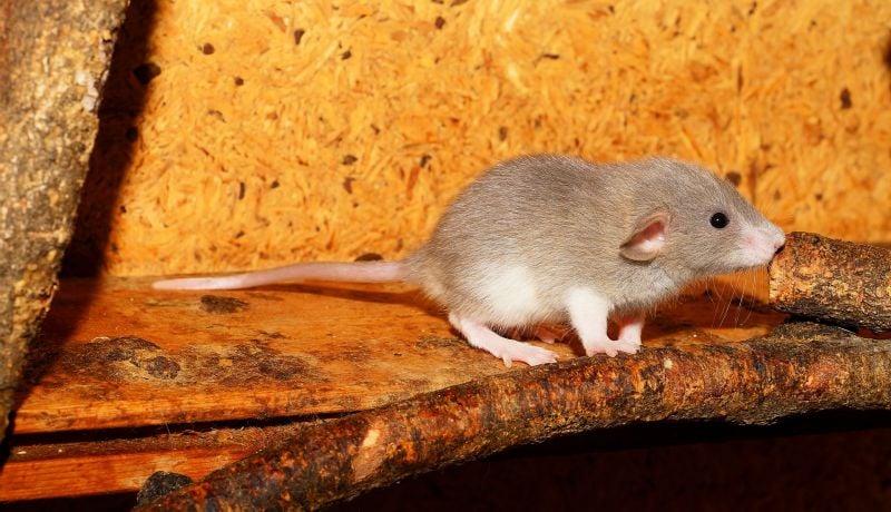 Rodent Control