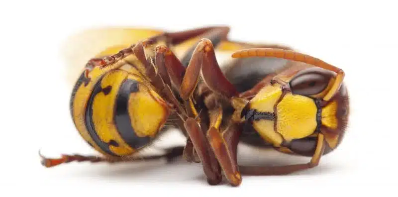 Green Wave Pest control