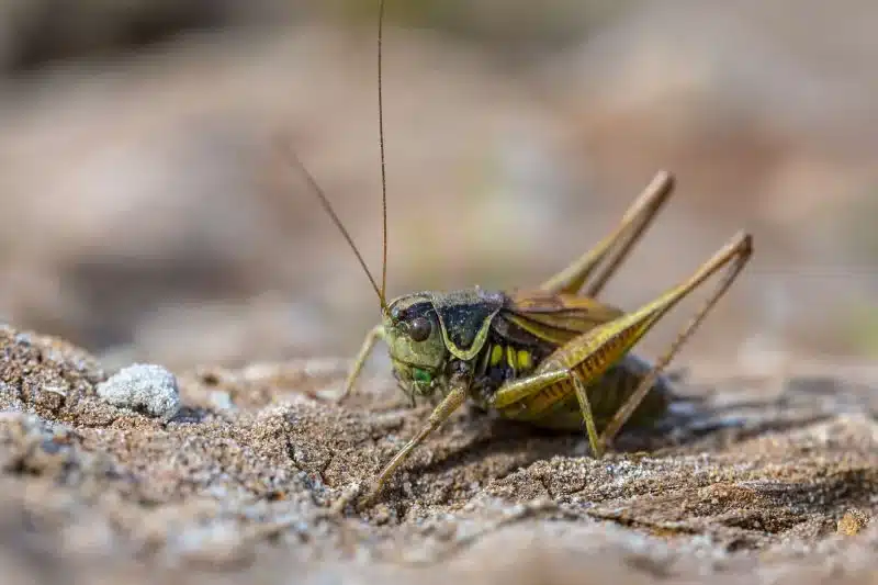 cricket removal