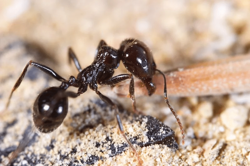 exterminating-cricket