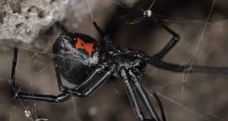 Black widow