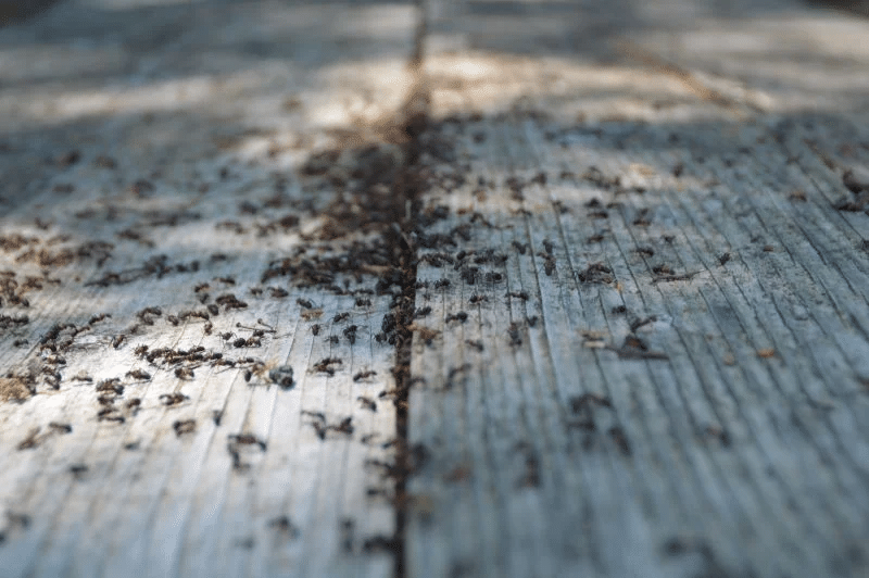 exterminators-widow-brown-black