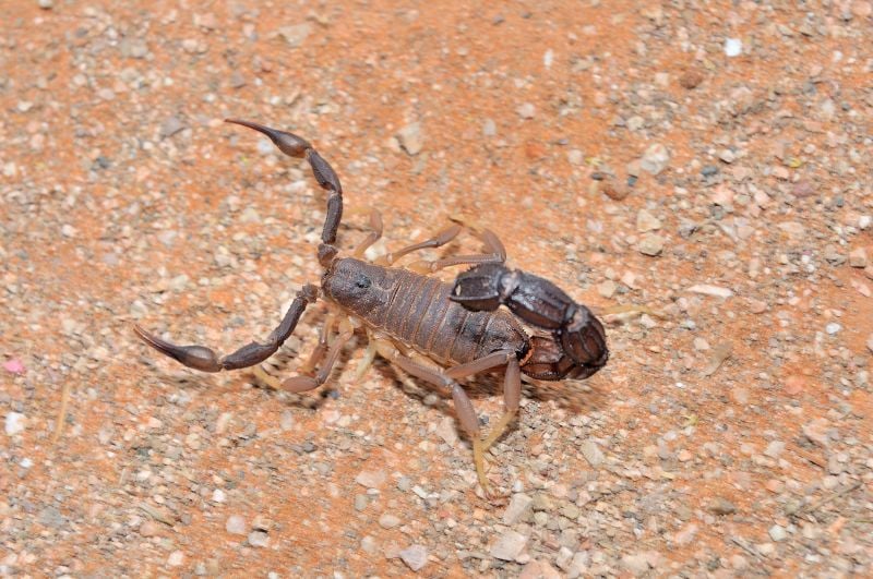 exterminators-widow-nest
