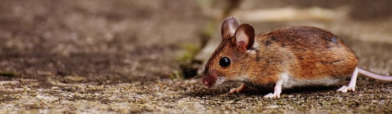 Pest and Rodent Control