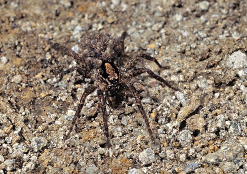 House Wolf Spider in Las Vegas Nevada