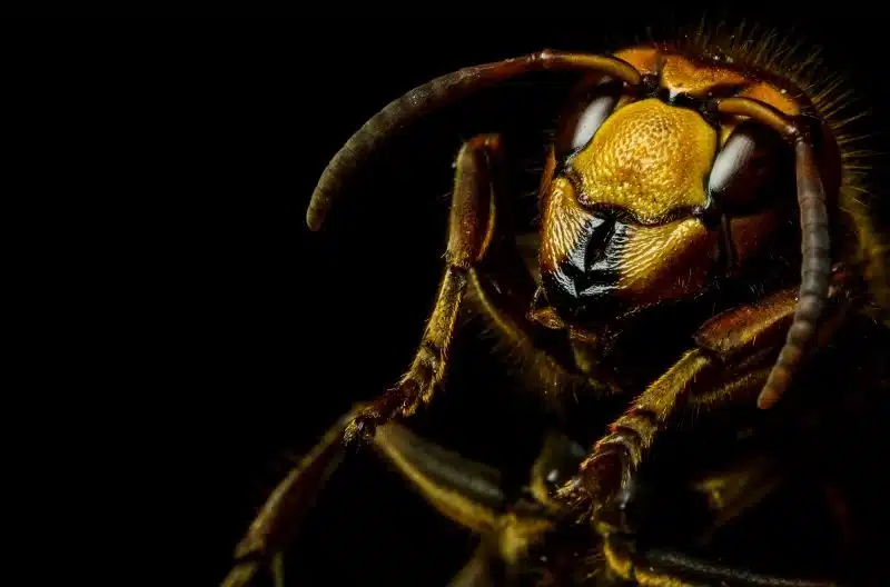 Green Wave Pest control