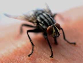 Green Wave Pest control