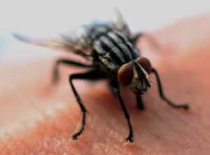 How To Prevent Insects in Home