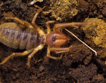 insect