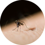 mosquito outdoor