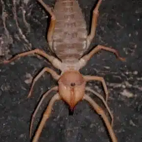 How painful does sun spider bite