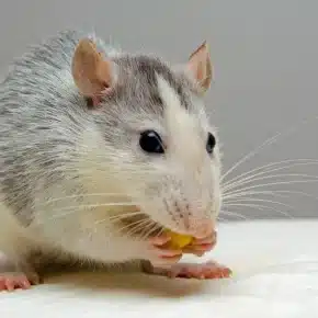 Rat Control Las Vegas