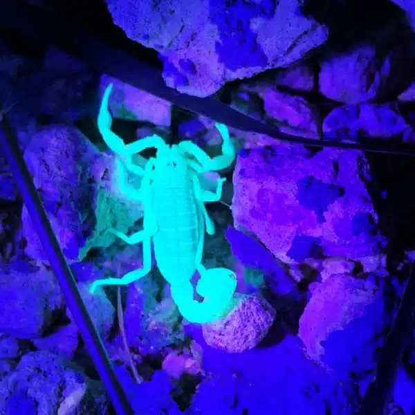 Scorpion Removal