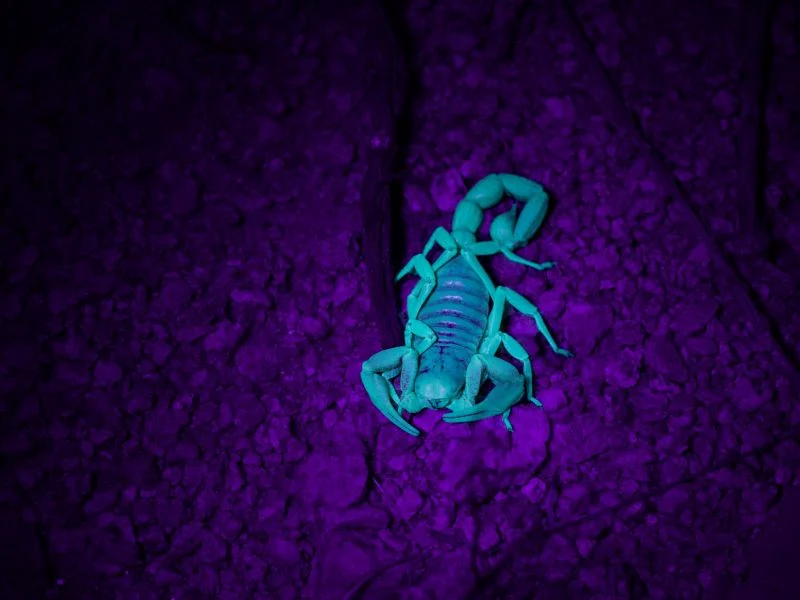 scorpion dark