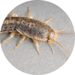 silverfish Alamy